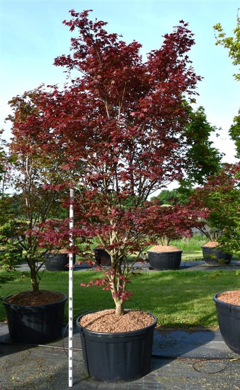 Acer pal. 'Sumi-nagashi' - 300-350 CM in Cont.
